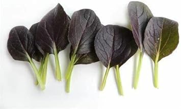 Black Bok Choy Seeds for Planting - 100 pcs